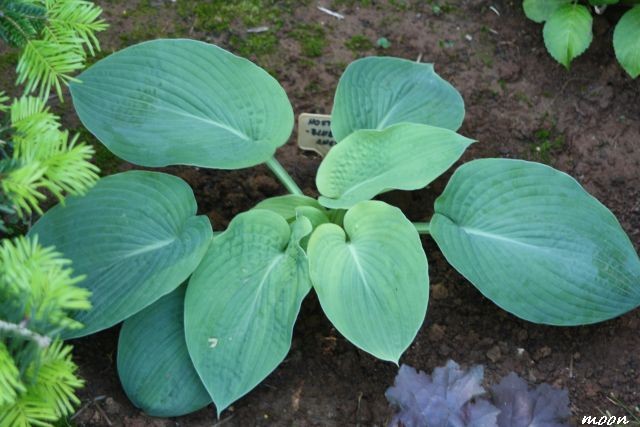 hosta